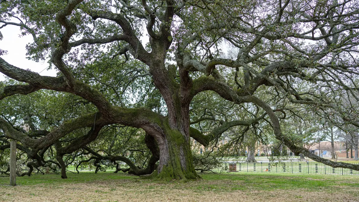 Mature live oak with long sprawling limbs shading a mowed lawn